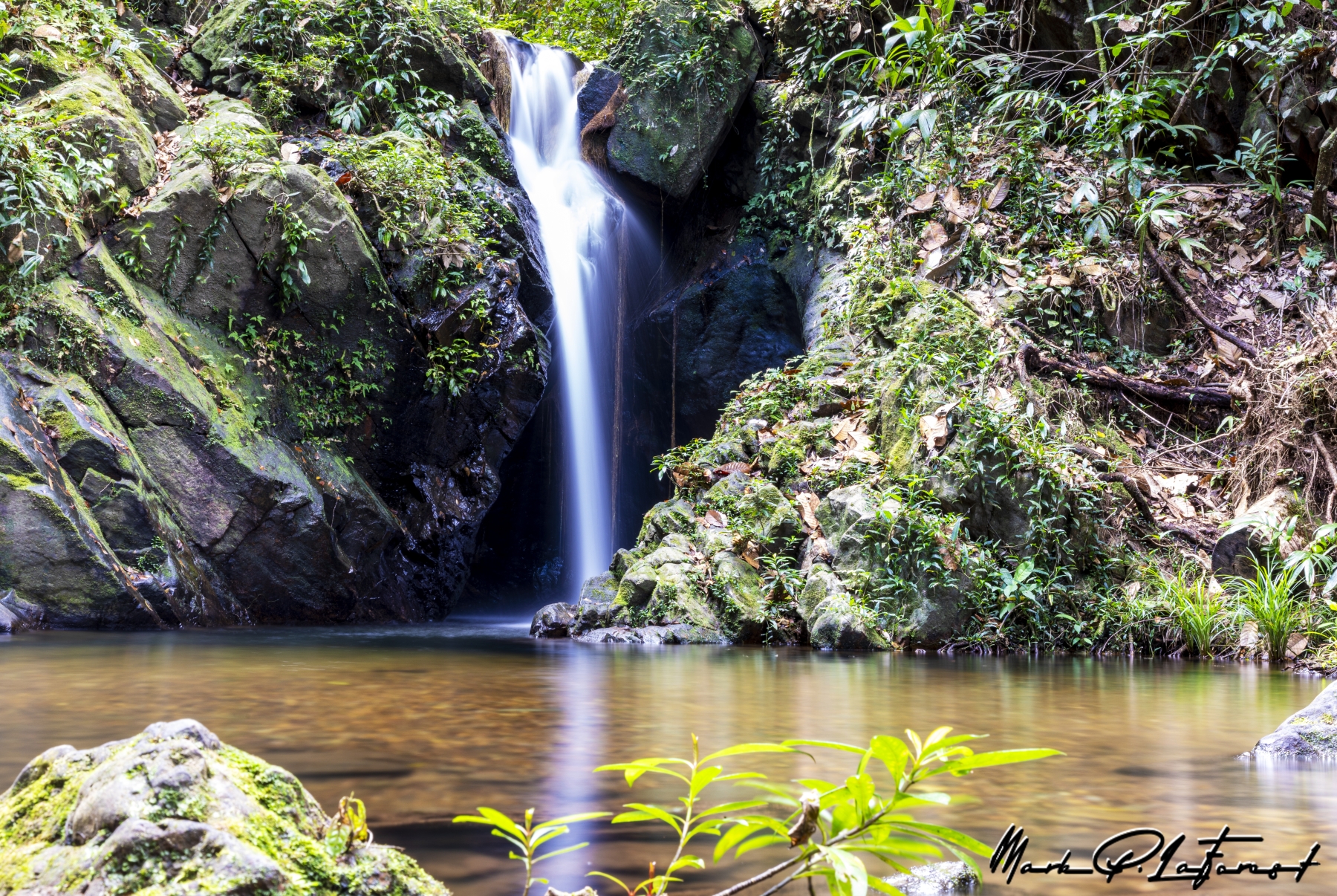 /gallery/central_america/Belize/Stann_Creek/cockscomb np/Cockscomb Basin Forest Reserve 2023-005_med.jpg